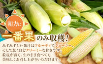 【26年発送先行予約】旭山動物園　白くまコーン4本　ライオンコーン4本　MIX　合計8本（2026年8月中旬から発送開始予定）【&nbsp;とうもろこし&nbsp;人気&nbsp;北海道&nbsp;糖度&nbsp;野菜&nbsp;白いとうもろこし&nbsp;白いスイートコーン&nbsp;産地直送&nbsp;ホワイトレディ&nbsp;ゴールドラッシュ&nbsp;コーン&nbsp;玉蜀黍&nbsp;旬&nbsp;お取り寄せ&nbsp;旭川市&nbsp;北海道&nbsp;】_03815