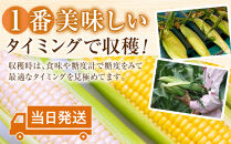 【26年発送先行予約】旭山動物園　白くまコーン4本　ライオンコーン4本　MIX　合計8本（2026年8月中旬から発送開始予定）【&nbsp;とうもろこし&nbsp;人気&nbsp;北海道&nbsp;糖度&nbsp;野菜&nbsp;白いとうもろこし&nbsp;白いスイートコーン&nbsp;産地直送&nbsp;ホワイトレディ&nbsp;ゴールドラッシュ&nbsp;コーン&nbsp;玉蜀黍&nbsp;旬&nbsp;お取り寄せ&nbsp;旭川市&nbsp;北海道&nbsp;】_03815