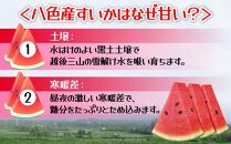 【無地のし】 八色産 小玉 すいか 2玉【7月下旬より順次発送予定】 フルーツ 果物 人気 スイカ お取り寄せ ギフト 期間限定 新潟県 南魚沼市 八色 越季