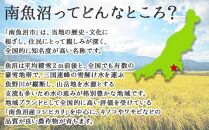 【無地のし】 新潟県 南魚沼産 厳選 国産 石坂 高級 舞茸 まいたけ 産地直送 1kg ×3箱 計3kg 贈り物 ギフト お中元 お歳暮 石坂きのこ