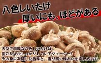 【無地のし】 南魚沼産 八色 しいたけ 1kg シイタケ 椎茸 生しいたけ きのこ キノコ 肉厚 越季 新潟県 南魚沼市