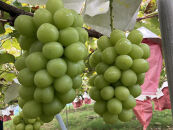 有田産&nbsp;シャインマスカット&nbsp;約&nbsp;2kg&nbsp;有田巨峰村&nbsp;森下農園&nbsp;ぶどう&nbsp;送料無料&nbsp;フルーツ&nbsp;マスカット&nbsp;シャインマスカット