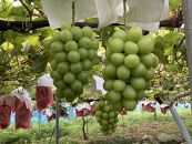 有田産&nbsp;シャインマスカット&nbsp;約&nbsp;2kg&nbsp;有田巨峰村&nbsp;森下農園&nbsp;ぶどう&nbsp;送料無料&nbsp;フルーツ&nbsp;マスカット&nbsp;シャインマスカット