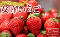 希少品種！小豆島の苺「女峰」12パック(1パック約250g)