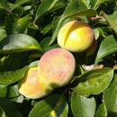 家庭用&nbsp;紀州南高梅(青梅)3kg+250g（傷み補償分）【梅干し・梅ジュース】【訳あり】［IKE112］