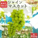 【7・8・10月 全3回】紀州和歌山産旬のフルーツセット（桃・シャイン・ひらたねなし柿）定期便 【魚鶴商店】【UT66】