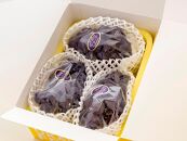 ぶどう&nbsp;2026年&nbsp;ご家庭用&nbsp;岡山県産&nbsp;オーロラブラック&nbsp;1.2kg（2～3房）（クール便）