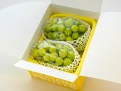 ぶどう&nbsp;2026年&nbsp;ご家庭用&nbsp;岡山県産&nbsp;シャインマスカット&nbsp;1.2kg（2～3房）（クール便）