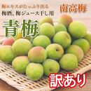 訳あり手もぎ青梅南高梅 10Kg 大つぶ3L以上【発送期日：2024年6月初旬～中旬】