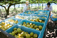 【先行受付】元祖くれは梨&nbsp;5kg箱