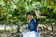 【先行受付】元祖くれは梨&nbsp;5kg箱