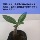 アデニウムアラビカム　Adenium arabicum_栃木県大田原市生産品_Bear‘s palm