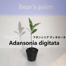 アダンソニア ディギタータ　Adansonia digitata_栃木県大田原市生産品_Bear‘s palm