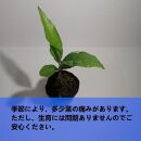 アダンソニア ディギタータ　Adansonia digitata_栃木県大田原市生産品_Bear‘s palm