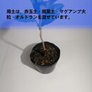 アダンソニア ディギタータ　Adansonia digitata_栃木県大田原市生産品_Bear‘s palm