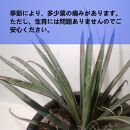 ユッカフィリフェラ　Yucca filifera_栃木県大田原市生産品_Bear‘s palm