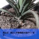 ユッカフィリフェラ　Yucca filifera_栃木県大田原市生産品_Bear‘s palm