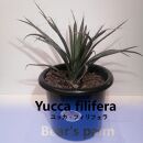 ユッカフィリフェラ　Yucca filifera_栃木県大田原市生産品_Bear‘s palm