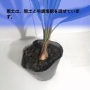 ココスヤシ_栃木県大田原市生産品_Bear‘s palm