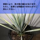 ユッカ リギダ　Yucca rigida_栃木県大田原市生産品_Bear‘s palm