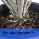 ユッカ リギダ　Yucca rigida_栃木県大田原市生産品_Bear‘s palm