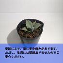 アガベパリートランカータ　Agave parryi var. truncata_栃木県大田原市生産品_Bear‘s palm