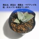 アガベパリートランカータ　Agave parryi var. truncata_栃木県大田原市生産品_Bear‘s palm