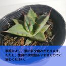 アガベ ホリダ　Agave horrida ssp. horrida_栃木県大田原市生産品_Bear‘s palm