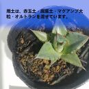 アガベ ホリダ　Agave horrida ssp. horrida_栃木県大田原市生産品_Bear‘s palm