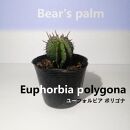 ユーフォルビア ポリゴナ　Euphorbia polygona_栃木県大田原市生産品_Bear‘s palm