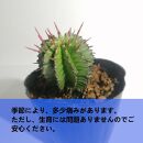 ユーフォルビア ポリゴナ　Euphorbia polygona_栃木県大田原市生産品_Bear‘s palm