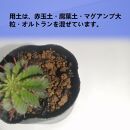 ユーフォルビア ポリゴナ　Euphorbia polygona_栃木県大田原市生産品_Bear‘s palm