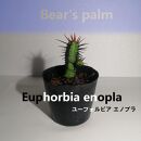 ユーフォルビアエノプラ　Euphorbia enopla_栃木県大田原市生産品_Bear‘s palm