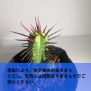 ユーフォルビアエノプラ　Euphorbia enopla_栃木県大田原市生産品_Bear‘s palm