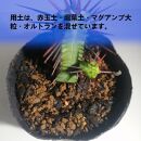 ユーフォルビアエノプラ　Euphorbia enopla_栃木県大田原市生産品_Bear‘s palm