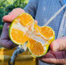 ［先行予約］&nbsp;有田育ちのご家庭用青切り&nbsp;有田みかん&nbsp;3kg&nbsp;［2026年9月中旬より発送］［訳あり］［サイズ混合］［MS17］