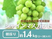 【先行予約2025年8月頃発送】大府市産　シャインマスカット1.4kg(2～3房入）