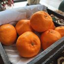 特選&nbsp;完熟&nbsp;ポンカン&nbsp;約2kg［先行予約］［MS48］