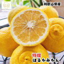 ［先行予約］［人気柑橘］&nbsp;特撰&nbsp;はるかみかん&nbsp;3kg［MS54］