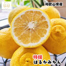 ［先行予約］［人気柑橘］&nbsp;特撰&nbsp;はるかみかん&nbsp;3kg［MS54］
