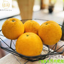 有田育ちの&nbsp;爽やか&nbsp;河内晩柑&nbsp;(ご家庭用)&nbsp;約3.5kg［2026年4月から発送］［MS61］