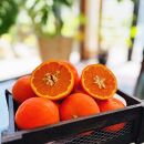 有田育ちの セミノールオレンジ (ご家庭用) 約5kg【先行予約・2025年4月～発送】【MS56】