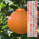 ［先行予約］有田育ちの濃厚&nbsp;不知火（訳あり&nbsp;家庭用）10kg［MS43］