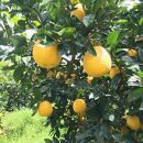 有田育ちの&nbsp;爽やか&nbsp;河内晩柑&nbsp;(ご家庭用)&nbsp;約7.5kg［2025年4月から発送］［MS62］