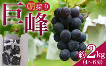 朝採り&nbsp;巨峰&nbsp;約2kg&nbsp;(4～6房)&nbsp;有田巨峰村&nbsp;大南農園　