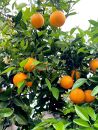 希少 高級 バレンシアオレンジ 3kg 和歌山県産 武内園  【先行予約】