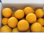 希少 高級 バレンシアオレンジ 3kg 和歌山県産 武内園  【先行予約】