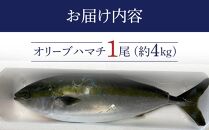 オリーブハマチ1尾 約4kg