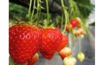 「瀬戸・たかまつネットワーク」レンタカーで巡る香川県（綾川・高松・直島方面）2日間