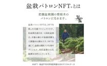 盆栽パトロンNFT ブラックランク